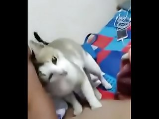 Swathi naidu खेल रहे हैं साथ kitten और स्तन